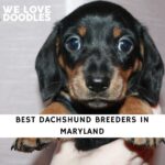 Dachshund Breeders in Maryland