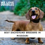 Dachshund Breeders in Missouri