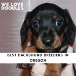 Dachshund Breeders in Oregon