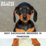 Dachshund Breeders in Tennessee
