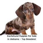 Dachshund-Puppies-For-Sale-In-Alabama-Top-Breeders-template