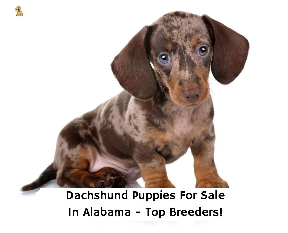 Dachshund Puppies in Alabama Top 7 Breeders! (2023)  We Love Doodles