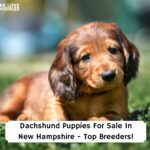 Dachshund-Puppies-For-Sale-In-New-Hampshire-Top-Breeders-template