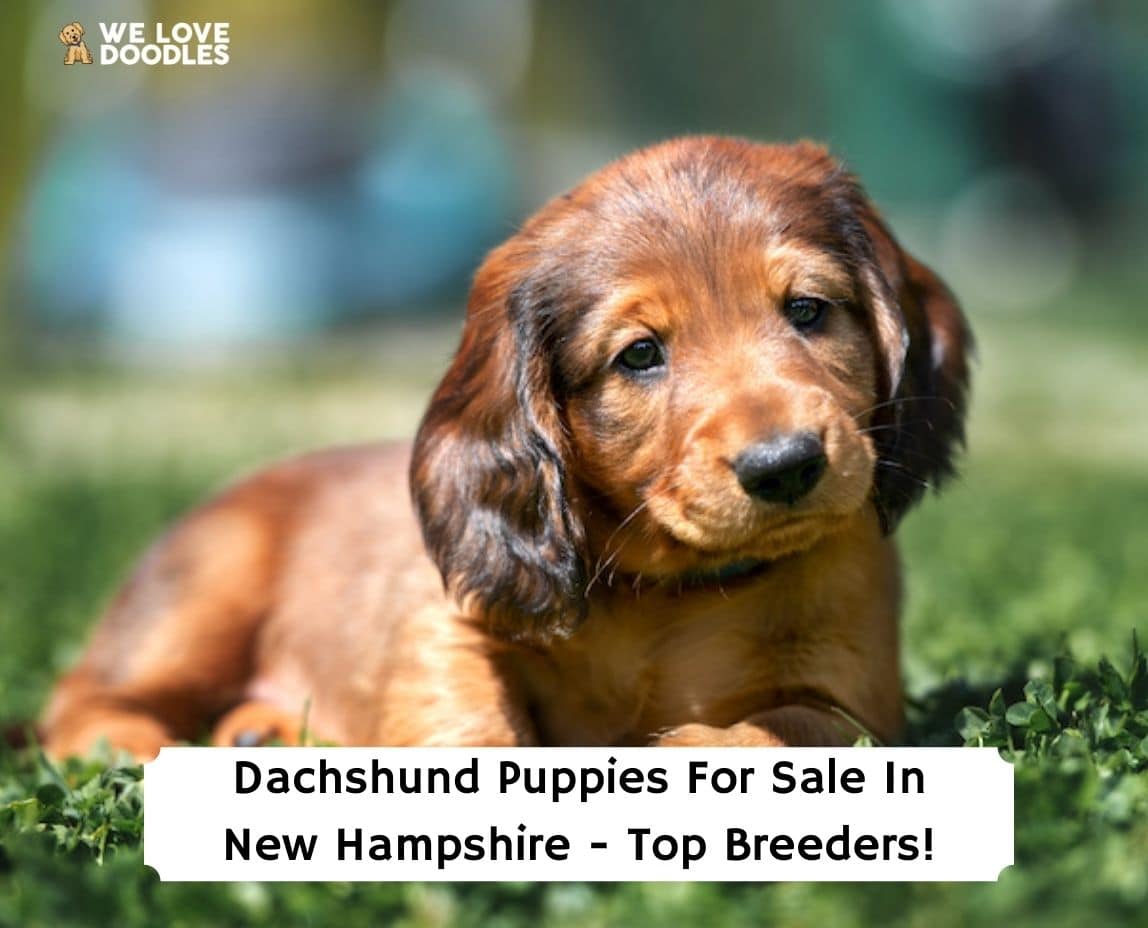 Dachshund Breeders in Massachusetts with Puppies for Sale