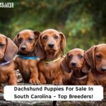 Dachshund-Puppies-For-Sale-In-South-Carolina-Top-Breeders-template