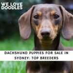 Dachshund Puppies For Sale in Sydney