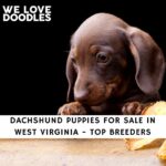 Dachshund Puppies For Sale in West Virginia