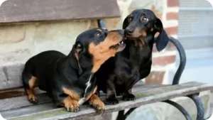 Conclusion For Dachshund Puppies For Sale in New Hampshire