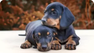 Dachshund Puppies in New Hampshire