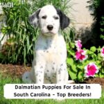 Dalmatian-Puppies-For-Sale-In-South-Carolina-Top-Breeders-template