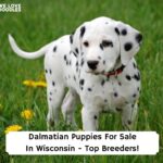 Dalmatian-Puppies-For-Sale-In-Wisconsin-Top-Breeders-template