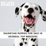Dalmatian Puppies For Sale in Georgia