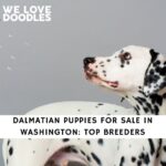 Dalmatian Puppies For Sale in Washington