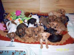 Daschund Puppies in Delaware