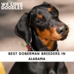 Doberman Breeders in Alabama