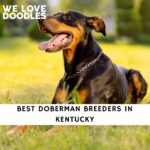 Doberman Breeders in Kentucky