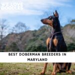 Doberman Breeders in Maryland