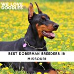 Doberman Breeders in Missouri