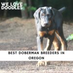 Doberman Breeders in Oregon