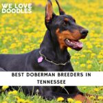 Doberman Breeders in Tennessee