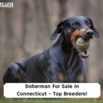 Doberman-For-Sale-In-Connecticut-Top-Breeders-template