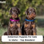 Doberman-Puppies-For-Sale-In-Idaho-Top-Breeders-template