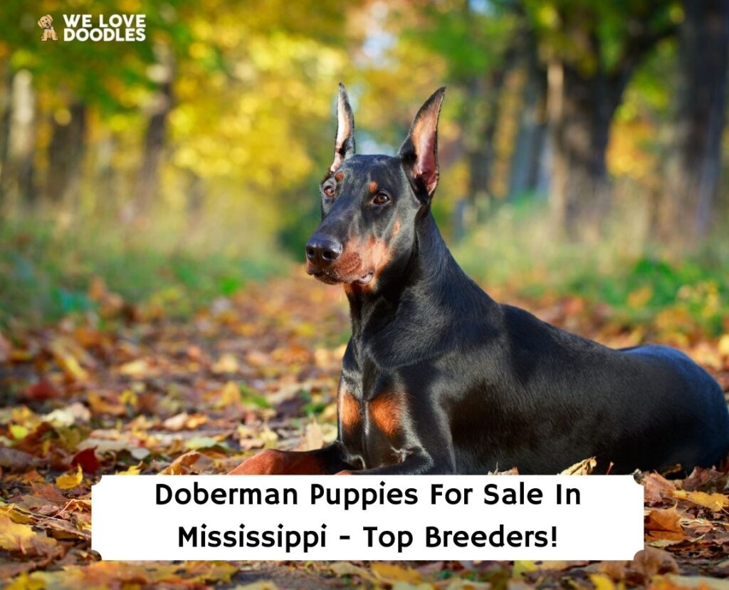 https://welovedoodles.com/wp-content/uploads/2022/04/Doberman-Puppies-For-Sale-In-Mississippi-Top-Breeders-template-1024x828.jpg