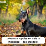Doberman-Puppies-For-Sale-In-Mississippi-Top-Breeders-template