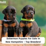 Doberman-Puppies-For-Sale-In-New-Hampshire-Top-Breeders-template