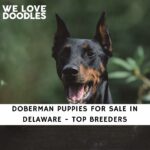 Doberman Puppies For Sale in Delaware