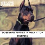 Doberman Puppies in Utah