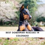 Doberman Rescues in Colorado