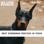 Doberman Rescues in Texas