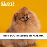 Dog Breeders in Alabama