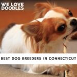 Dog Breeders in Connecticut