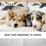 Dog Breeders in Idaho
