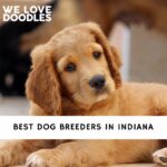 Dog Breeders in Indiana