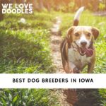 Dog Breeders in Iowa