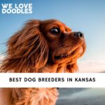 Dog Breeders in Kansas