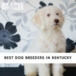Dog Breeders in Kentucky