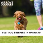 Dog Breeders in Maryland