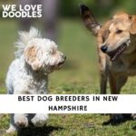 Dog Breeders in New Hampshire