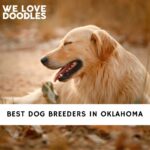 Dog Breeders in Oklahoma