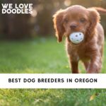 Dog Breeders in Oregon