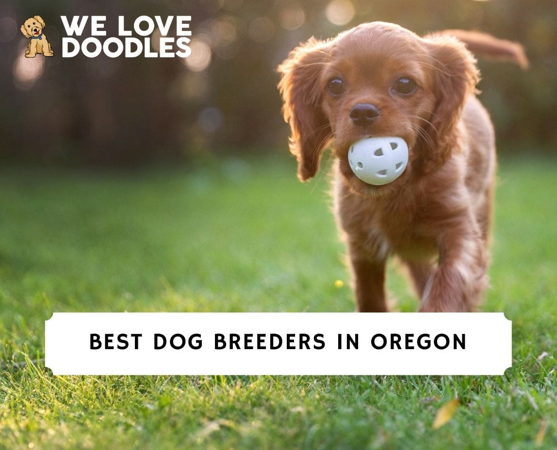Dog Breeders in Oregon