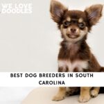 Dog Breeders in South Carolina