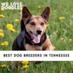 Dog Breeders in Tennessee