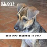 Dog Breeders in Utah