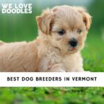 Dog Breeders in Vermont