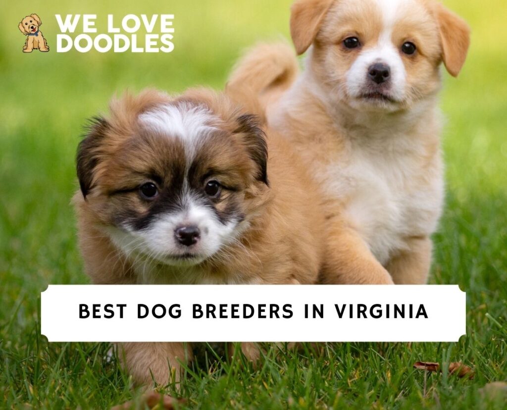 11 Best Dog Breeders in Virginia!